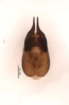 Carphacis effrenatus thumbnail 1