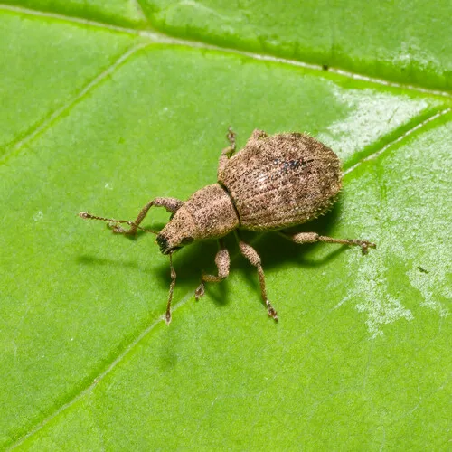 Strawberry Root Weevil