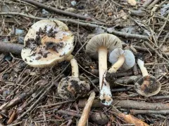 Inocybe pallida thumbnail 2