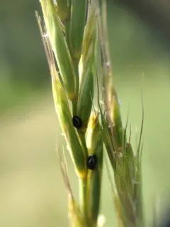 Ergot Beetle thumbnail 2