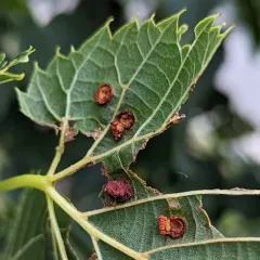 Linden Wart Gall Midge thumbnail 2