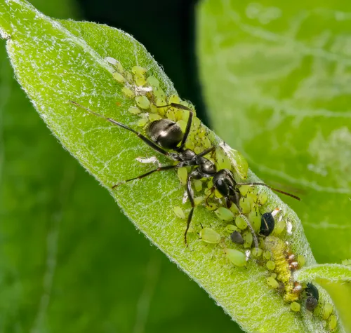 Spiraea Aphid