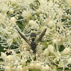 One-banded Mason Wasp thumbnail 4