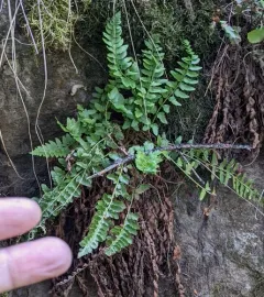 mountain holly fern thumbnail 4