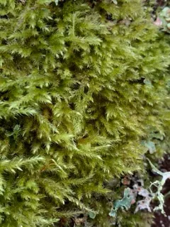 cold brachythecium moss thumbnail 4