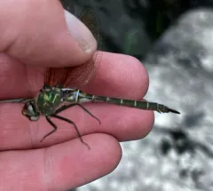 Hudsonian Emerald thumbnail 2