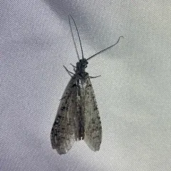 Protochauliodes spenceri thumbnail 4