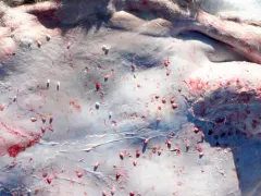 Reindeer Warble Fly thumbnail 3