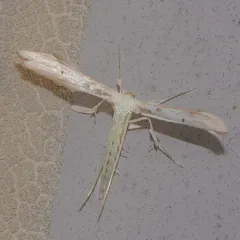 Elliot's Plume Moth thumbnail 2