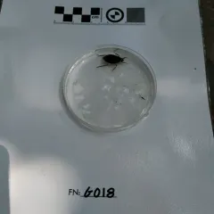 Belostoma flumineum thumbnail 3