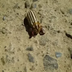 Ten-lined June Beetle thumbnail 2