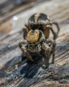 Habronattus jucundus thumbnail 2