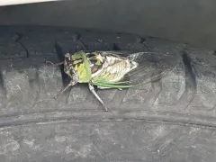 Plains Cicada thumbnail 3