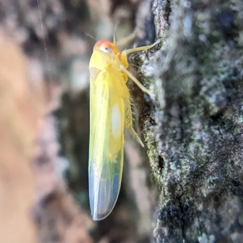 Alebra rubrafrons