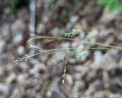 drooping bluegrass