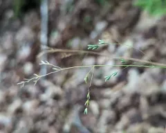drooping bluegrass thumbnail 1