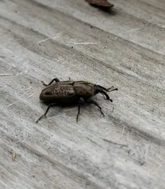 Sphenophorus rectus thumbnail 3