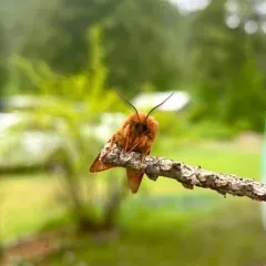 Wandering Tiger Moth thumbnail 3