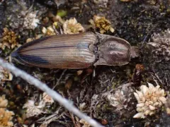 Kendal's Click Beetle thumbnail 3