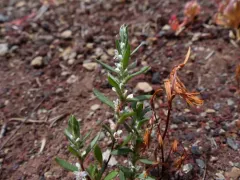 Cascade Knotweed thumbnail 4