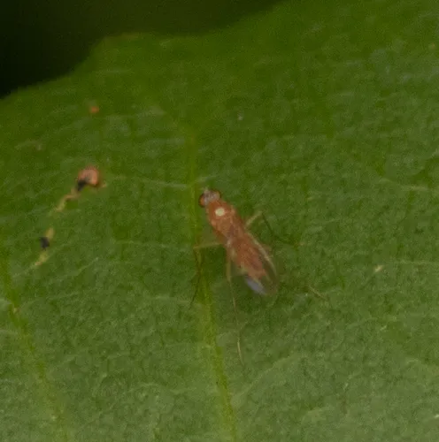 Xanthochlorus helvinus