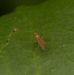 Xanthochlorus helvinus thumbnail 1