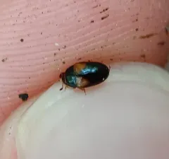 Two-spotted Pleasing Fungus Beetle thumbnail 1
