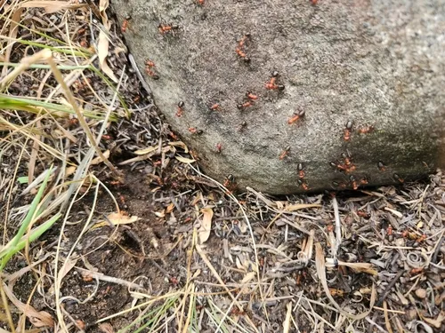 Eastern Mound Ant