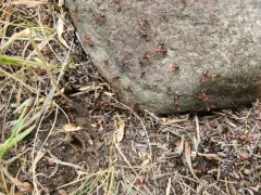 Eastern Mound Ant thumbnail 1