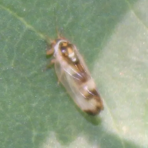 ash psyllid