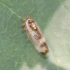 ash psyllid thumbnail 1