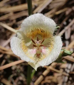 Cox's mariposa lily thumbnail 4