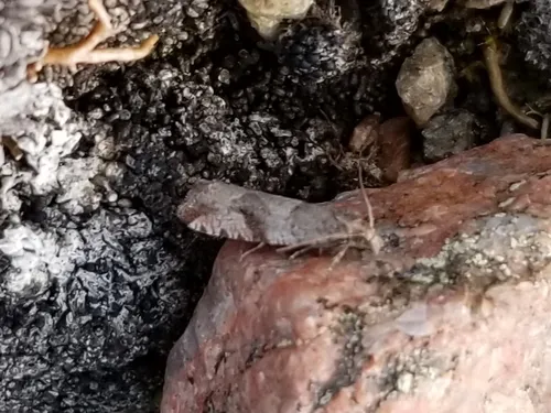 Gypsonoma parryana