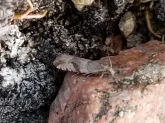 Gypsonoma parryana thumbnail 1