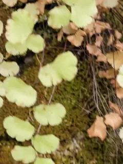 California Maidenhair Fern thumbnail 2