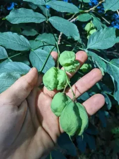 European bladdernut thumbnail 3