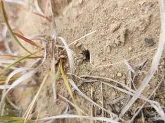 Mousy Pyramid Ant thumbnail 2