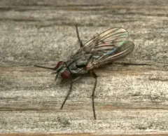 Eustalomyia vittipes thumbnail 2