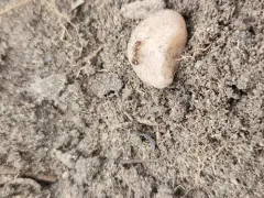 American Furrowed Ant thumbnail 2