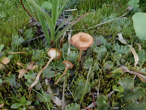 liverwort navel