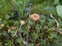 liverwort navel thumbnail 1