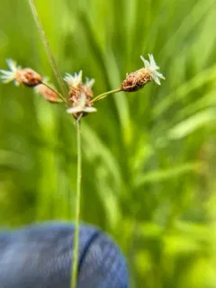 Hairy Fimbristylis thumbnail 2