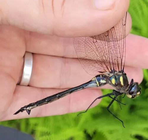 Ski-tipped Emerald