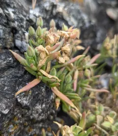 Sticky Sand-Spurrey thumbnail 4