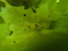 Horned Stalked Jellyfish thumbnail 4