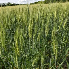 Bread Wheat thumbnail 4