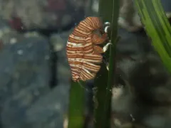 Thorlaksonius brevirostris thumbnail 3