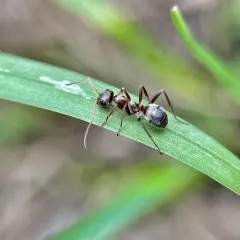 Prairie Mound Ant thumbnail 3