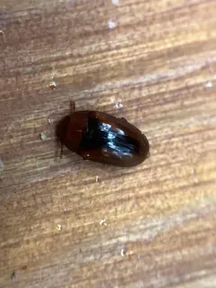 Triplax cuneata thumbnail 2