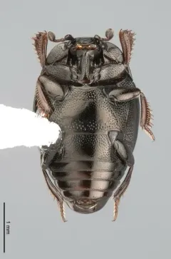 Geomysaprinus moniliatus thumbnail 3